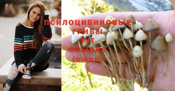 сатива Вяземский